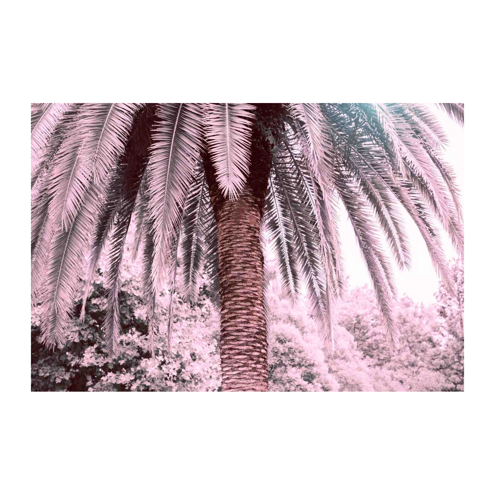 Pink Palm Oasis Tropical Wall Art