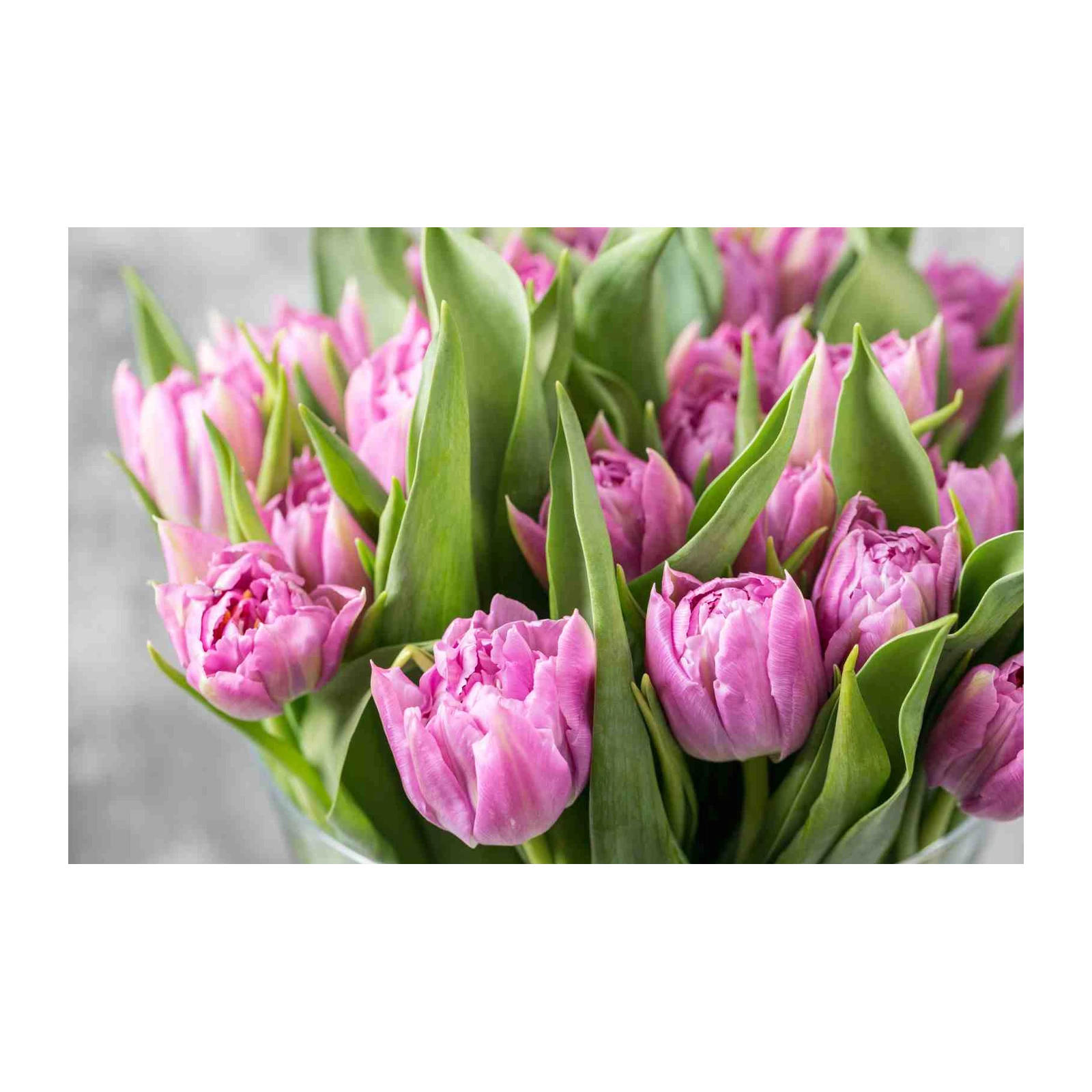 Pink Peony Tulips Spring Blossom Wall Art