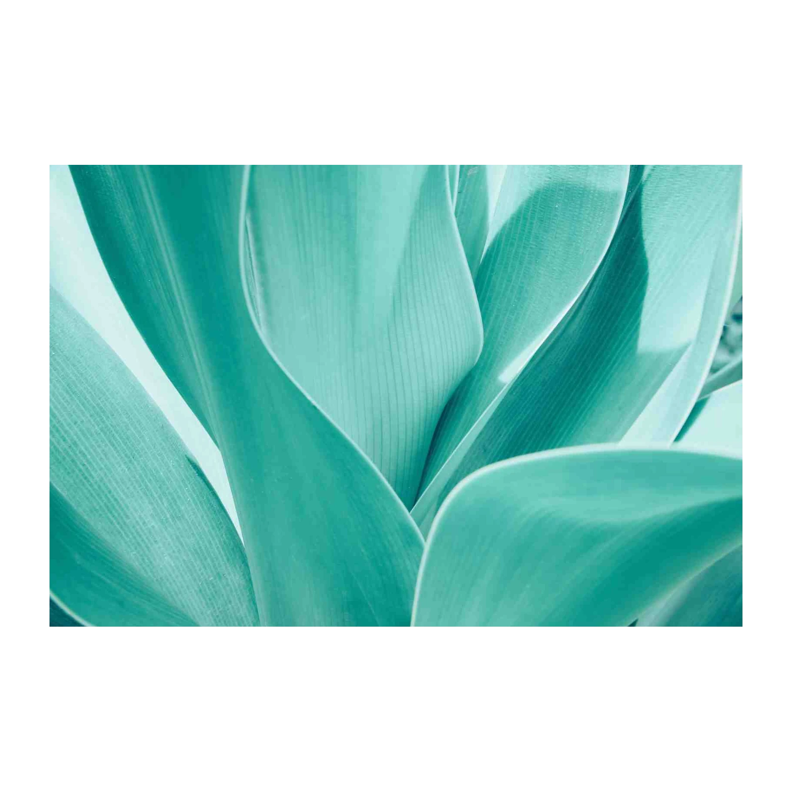 Abstract Teal Agave Leaves Wall Art