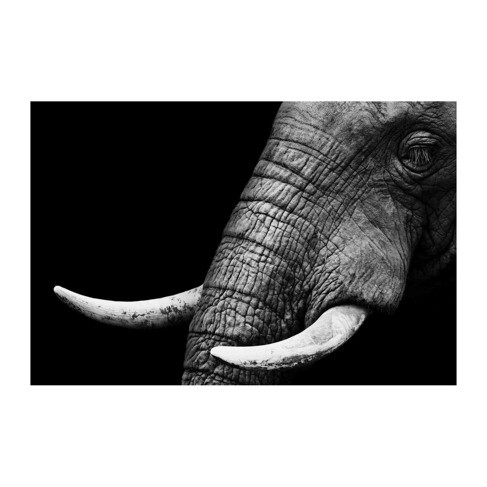 Majestic Elephant Close-up Black and White Wall Art