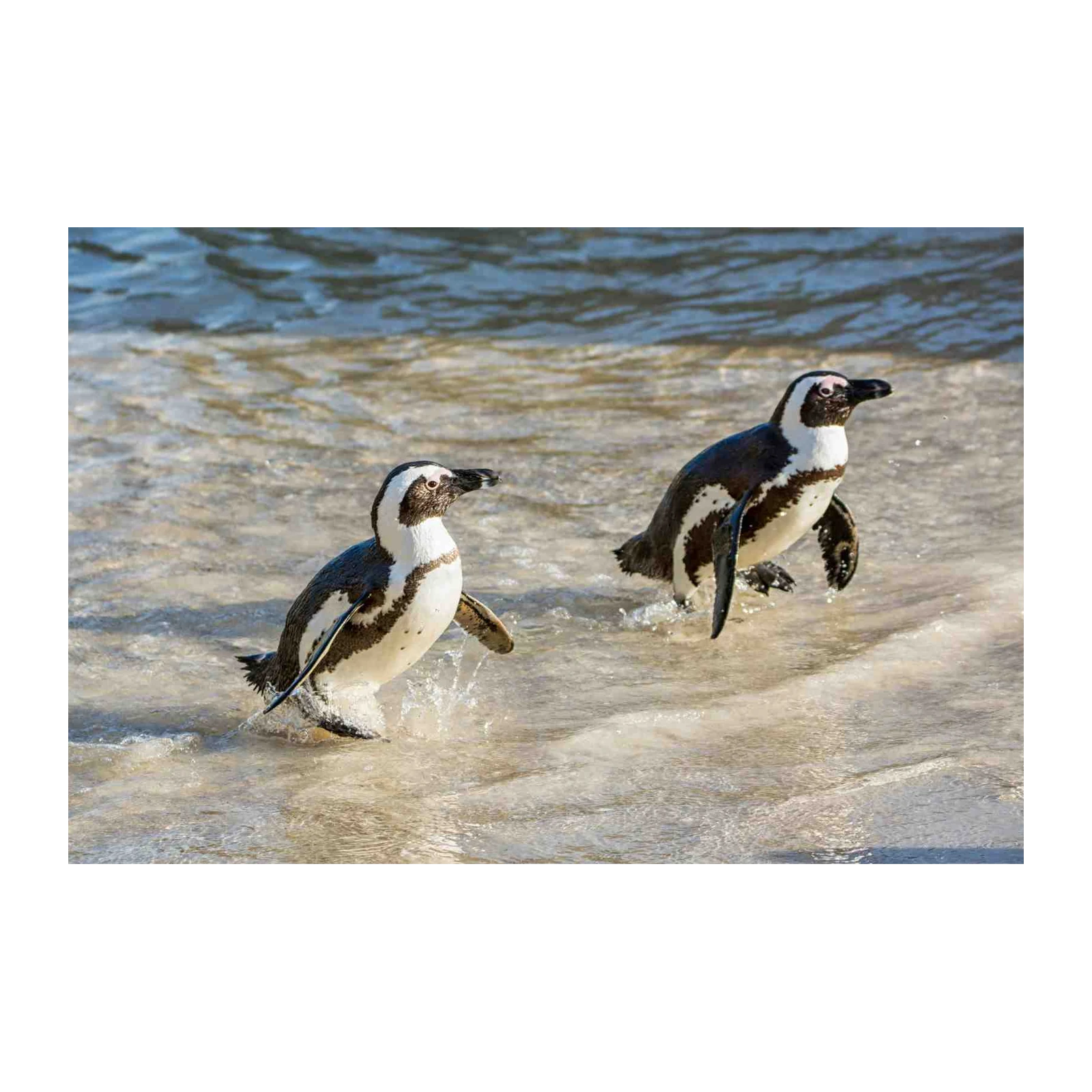 Playful Penguins Splash Beach Wall Art