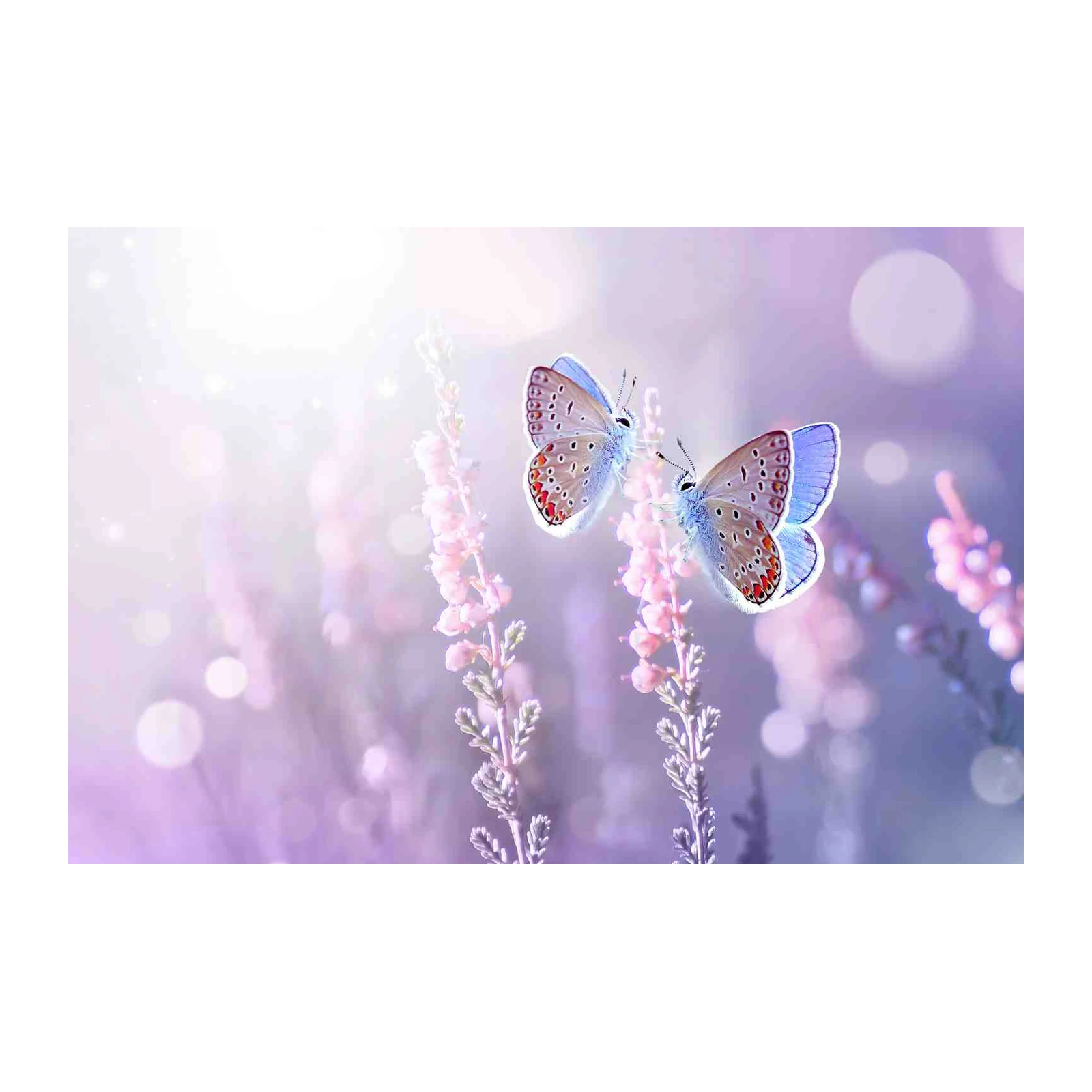 Enchanting Butterfly Garden Wall Art