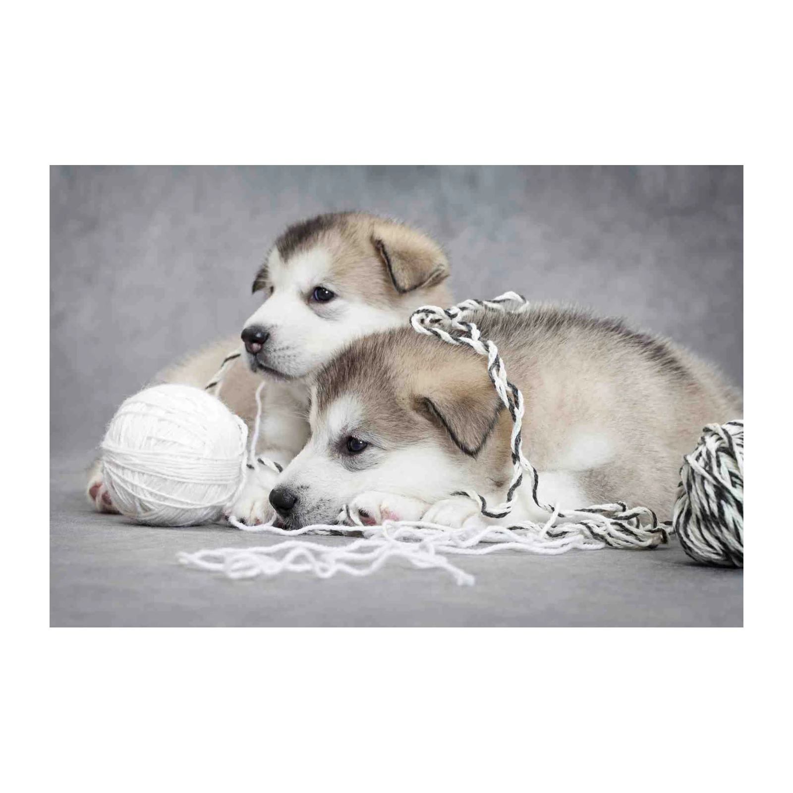 Adorable Puppy Pair with Yarn Wall Art