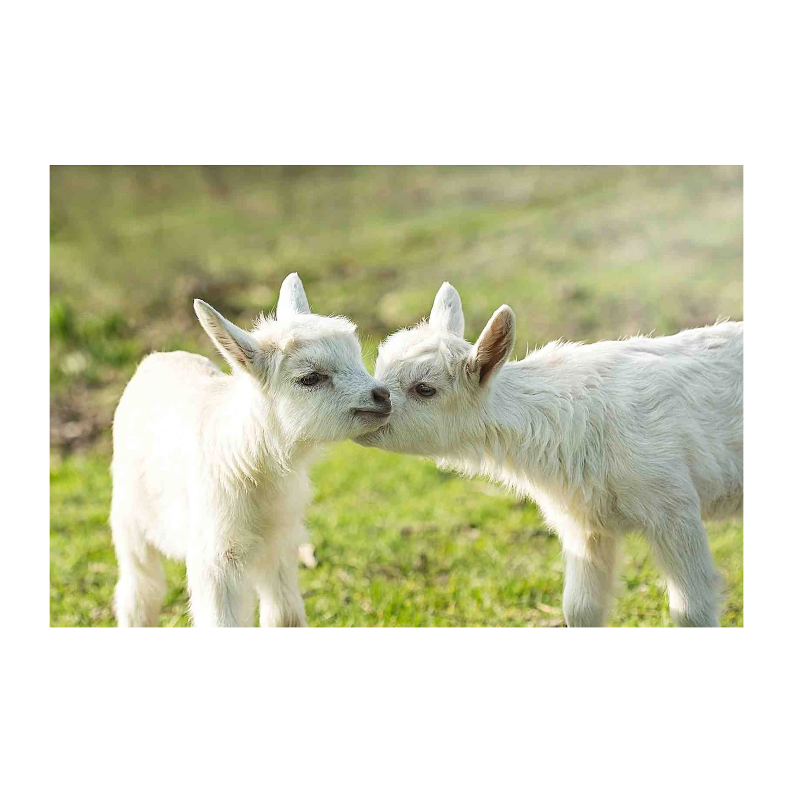 Adorable Baby Goats Kissing Wall Art