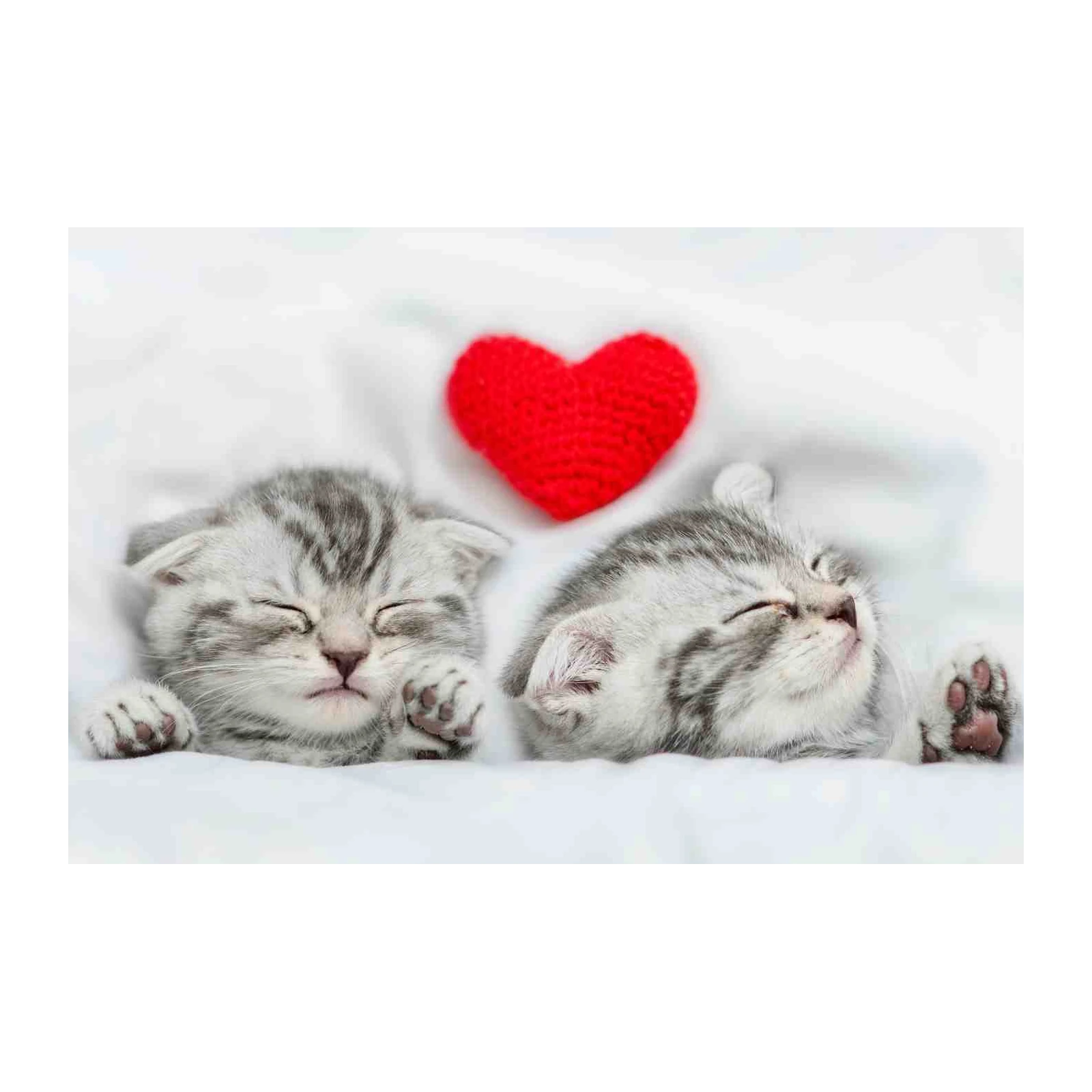 Adorable Kittens & Heart Wall Art Wall Art