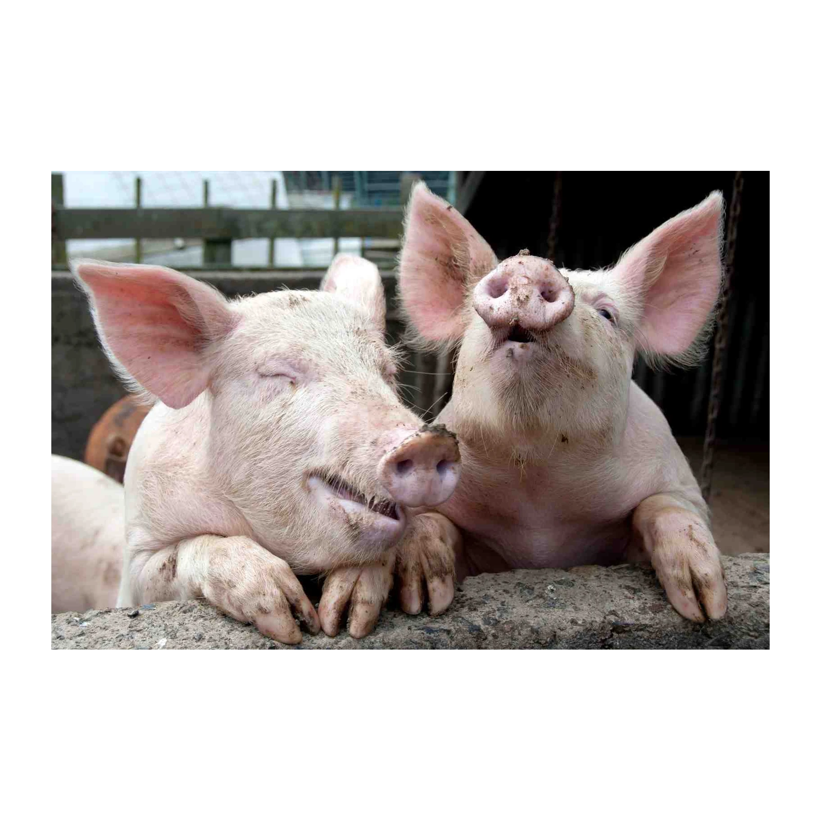 Charming Piglets Farm Animal Wall Art