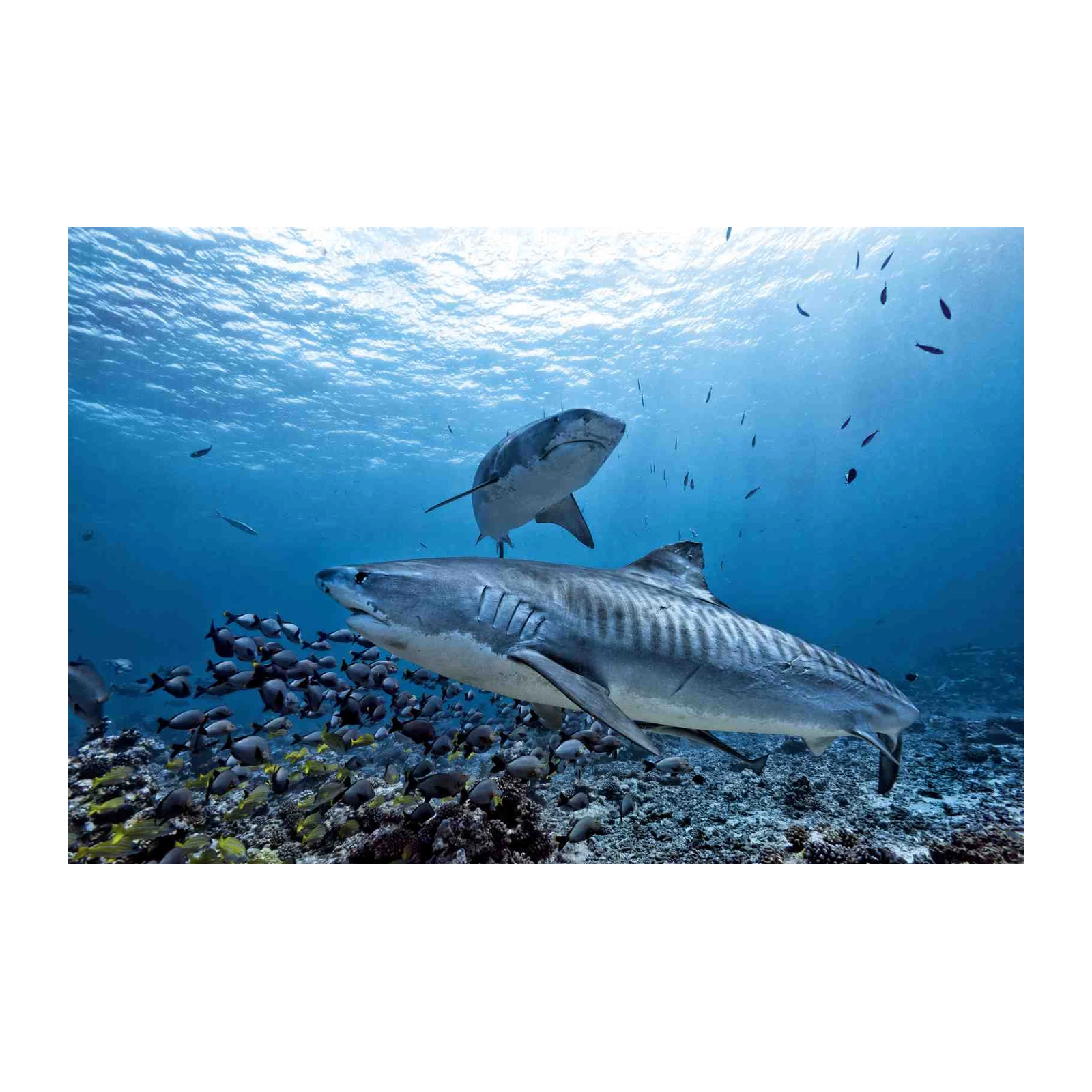 Majestic Tiger Sharks Underwater Wall Art