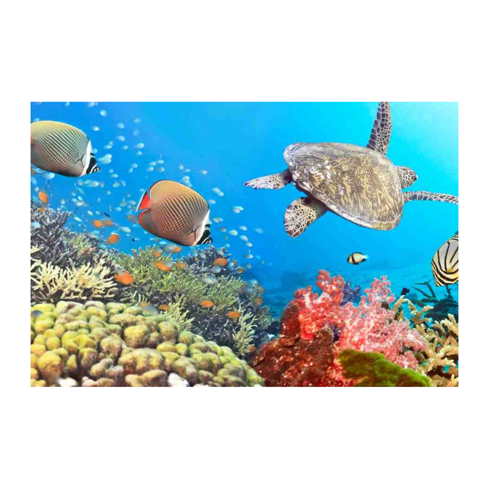 Vibrant Coral Reef Turtle & Fish Wall Art