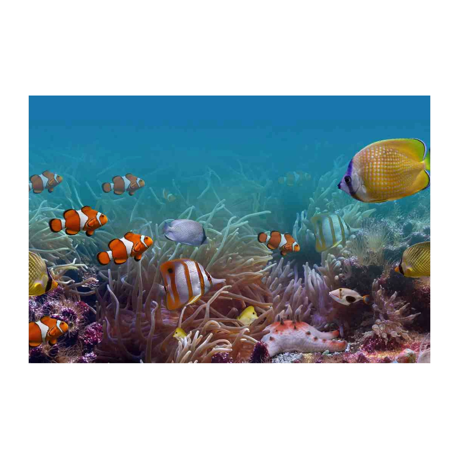 Vibrant Clownfish & Butterflyfish Wall Art