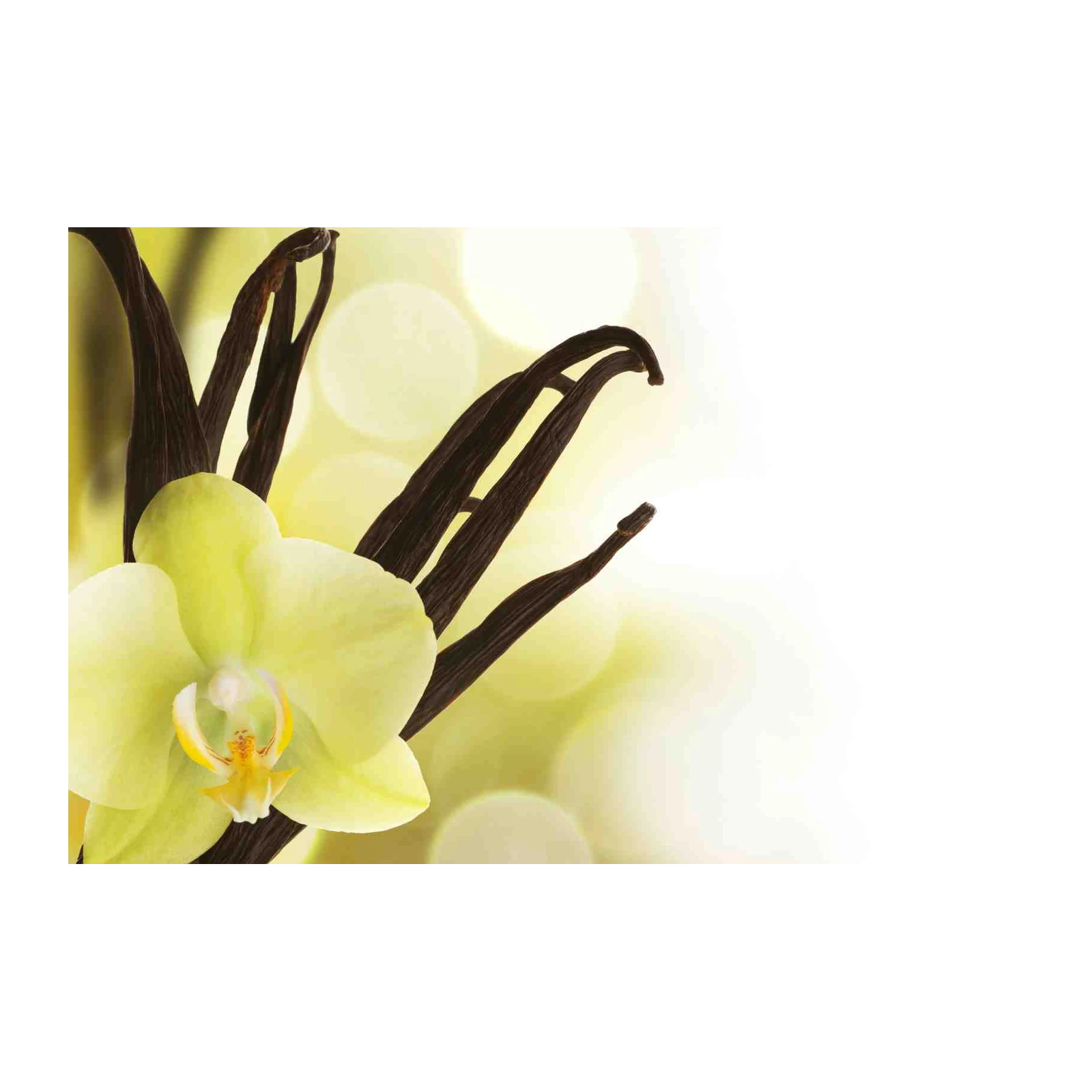 Tranquil Orchid & Vanilla Bean Wall Art