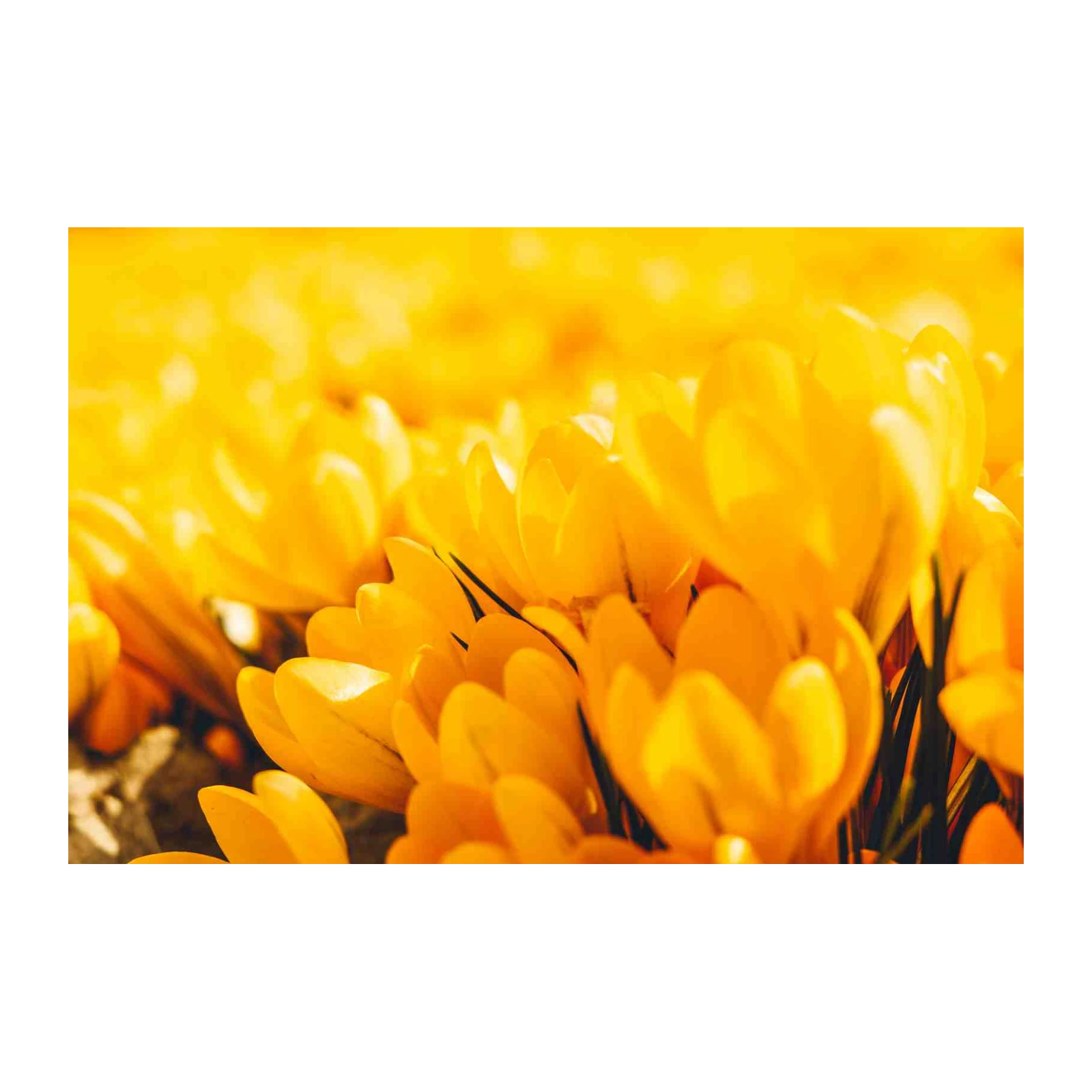 Vibrant Yellow Crocus Field Wall Art