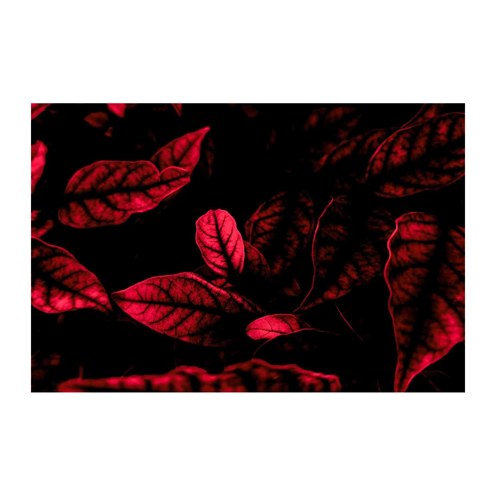 Bold Red & Black Leaves Wall Art Wall Art