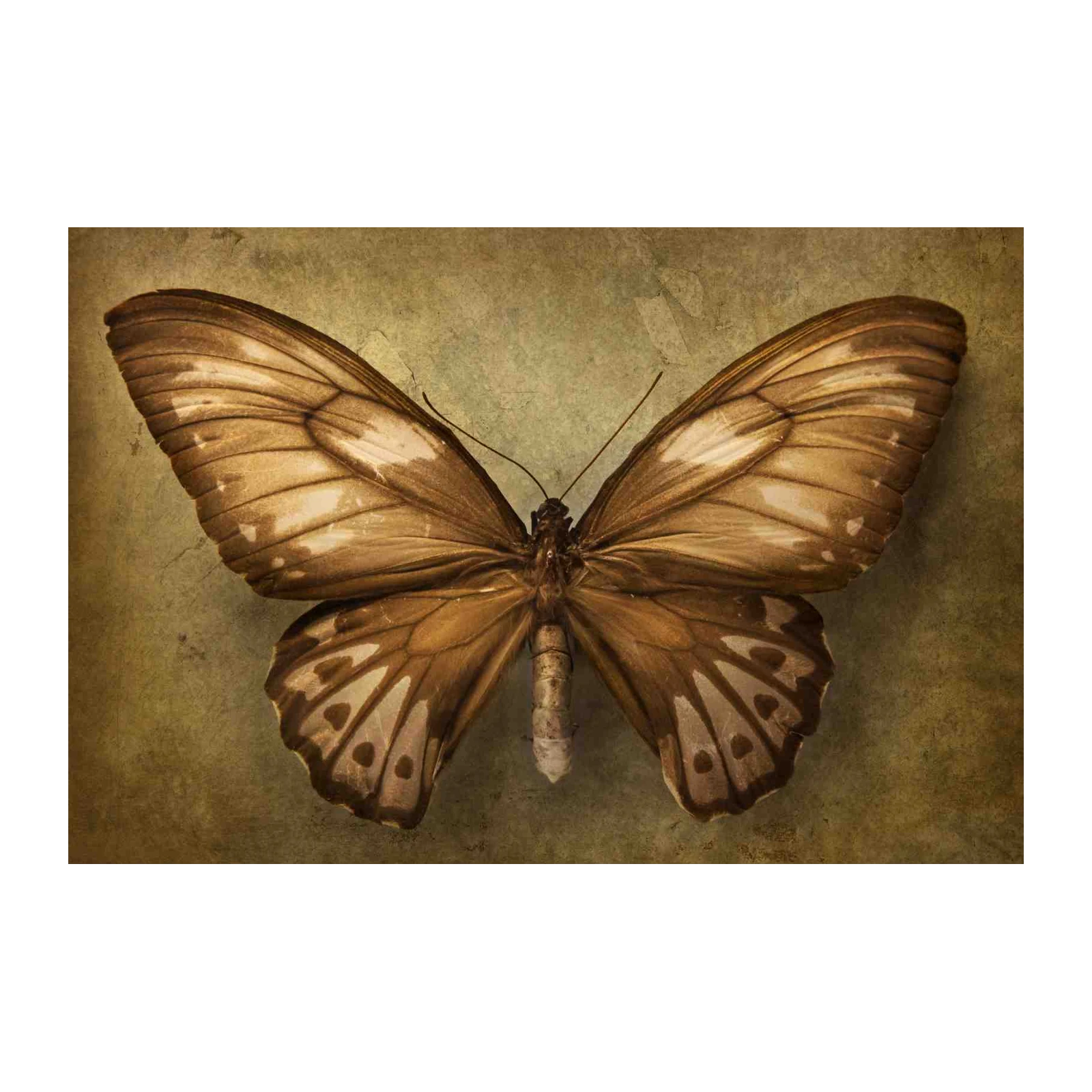 Vintage Brown Butterfly Wall Art Wall Art