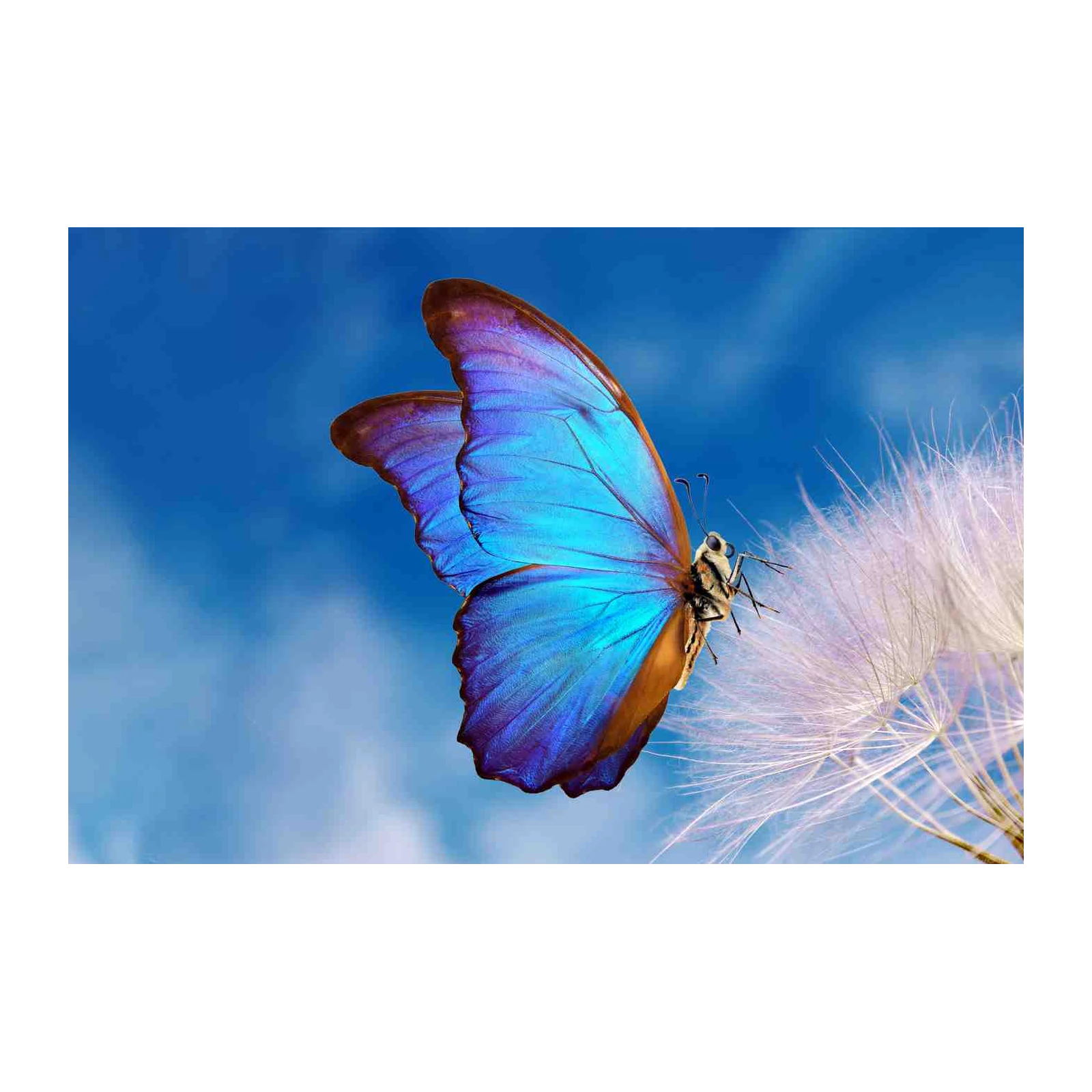 Stunning Blue Morpho Butterfly Wall Art