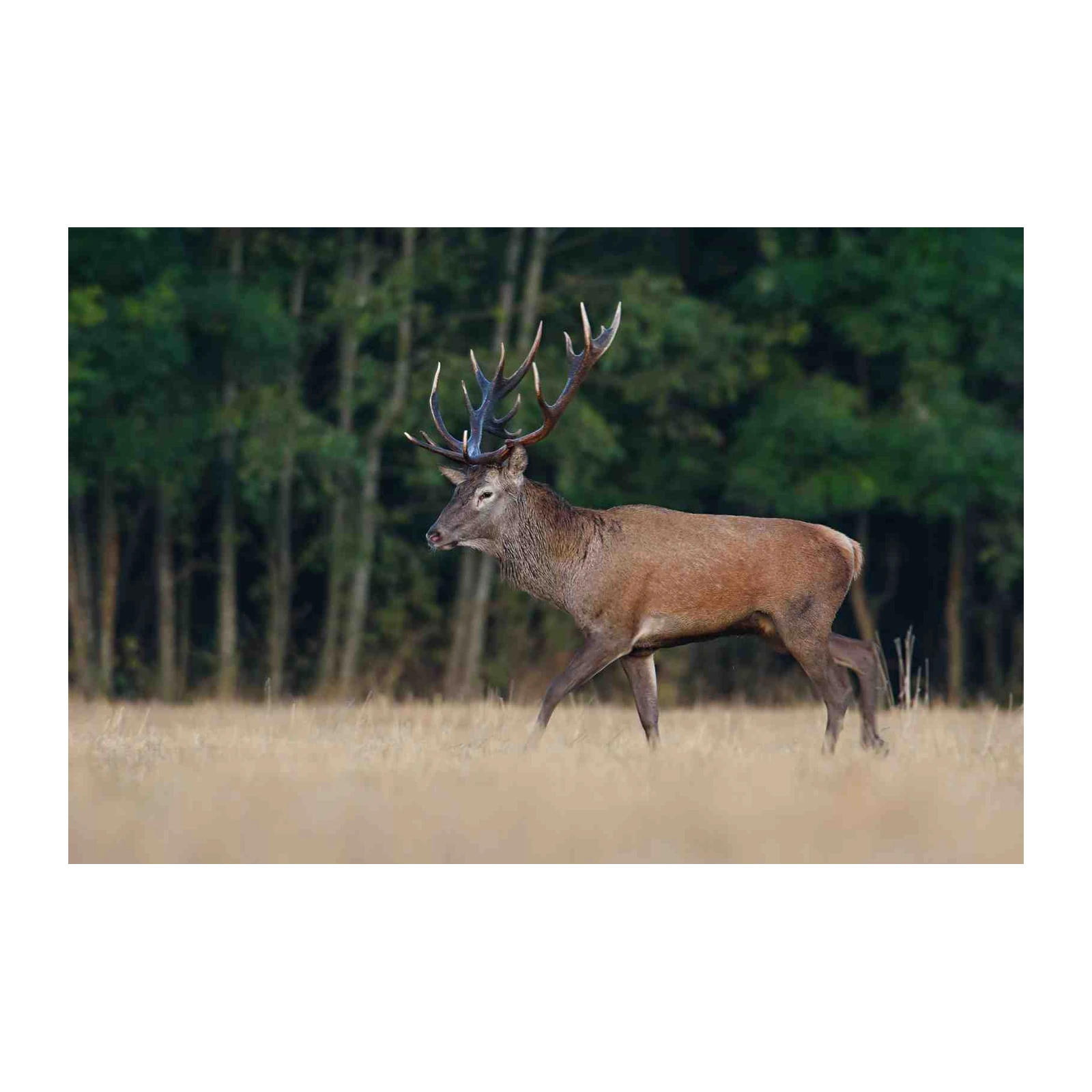 Majestic Stag Forest Scene Wall Art