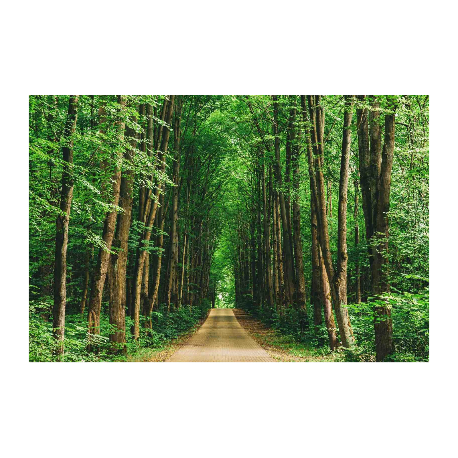 Enchanting Forest Path Wall Art
