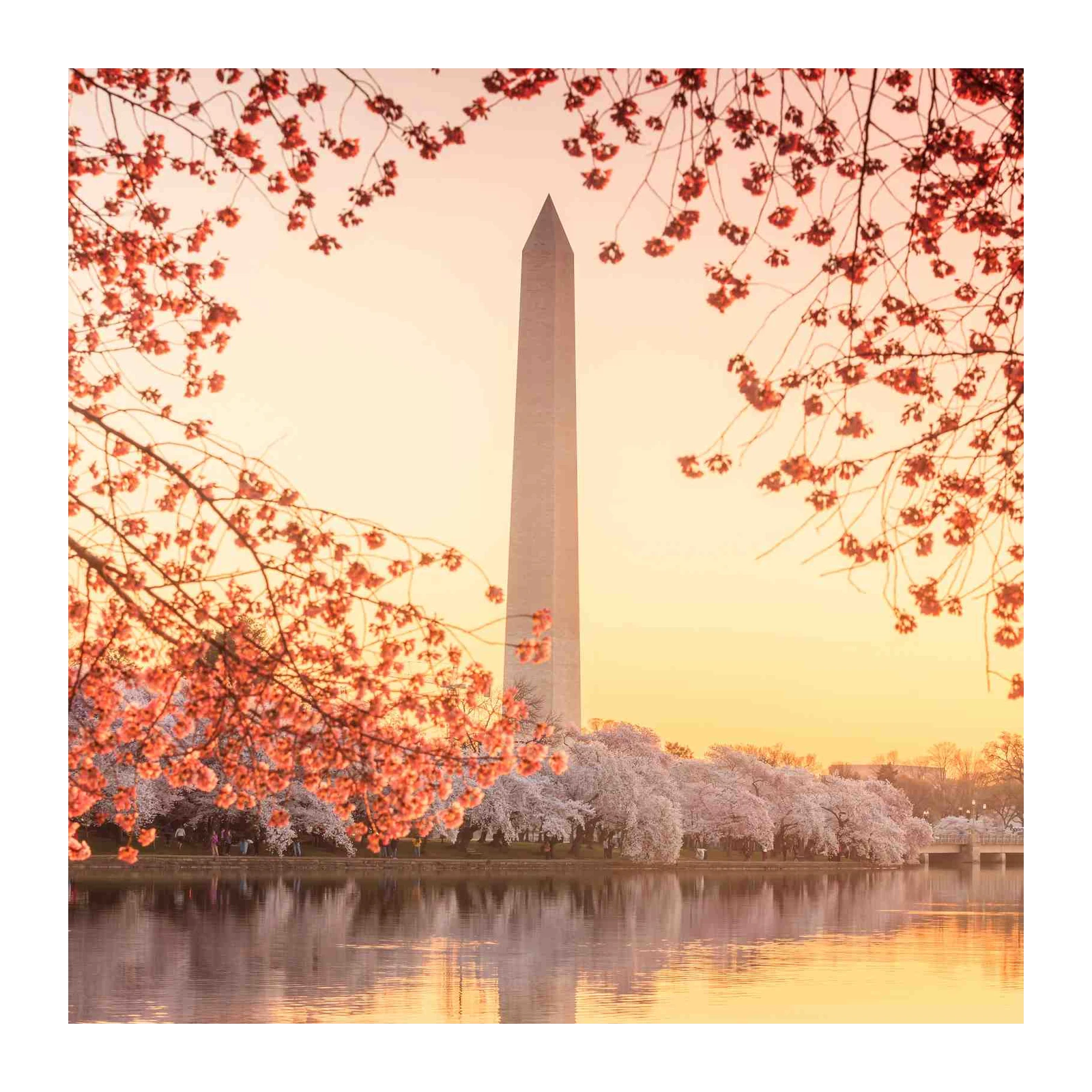 Washington Monument Cherry Blossom Wall Art