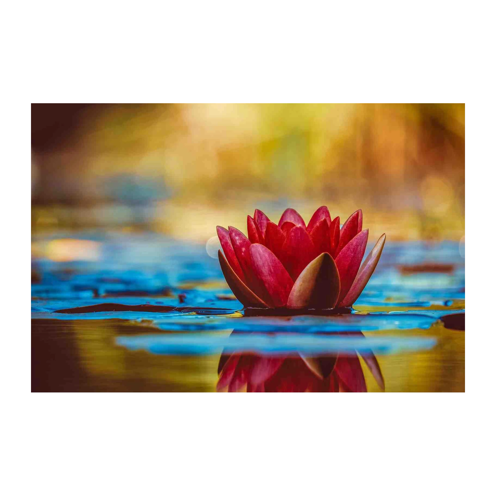 Vibrant Red Water Lily Zen Garden Wall Art