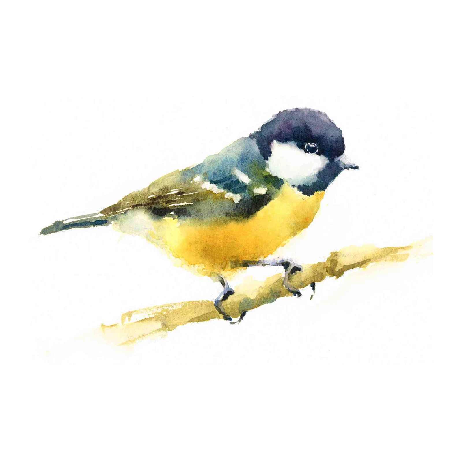 Charming Tit Bird Watercolor Wall Art