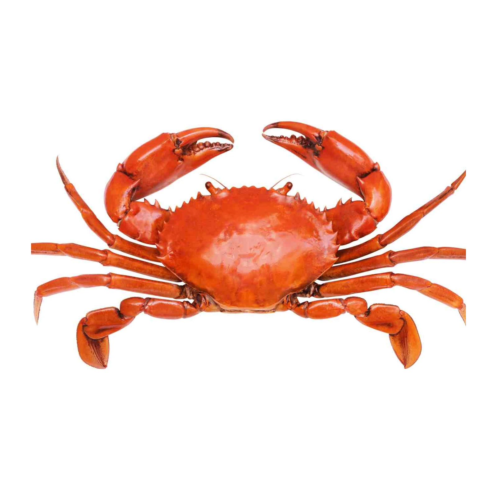 Vibrant Red Crab Wall Art Wall Art