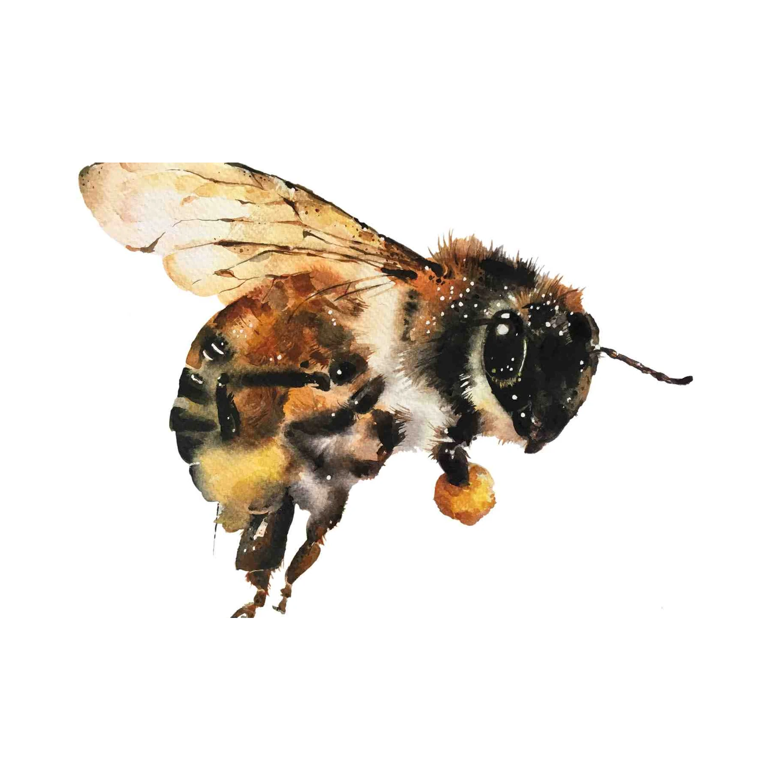 Majestic Bumblebee Watercolor Wall Art