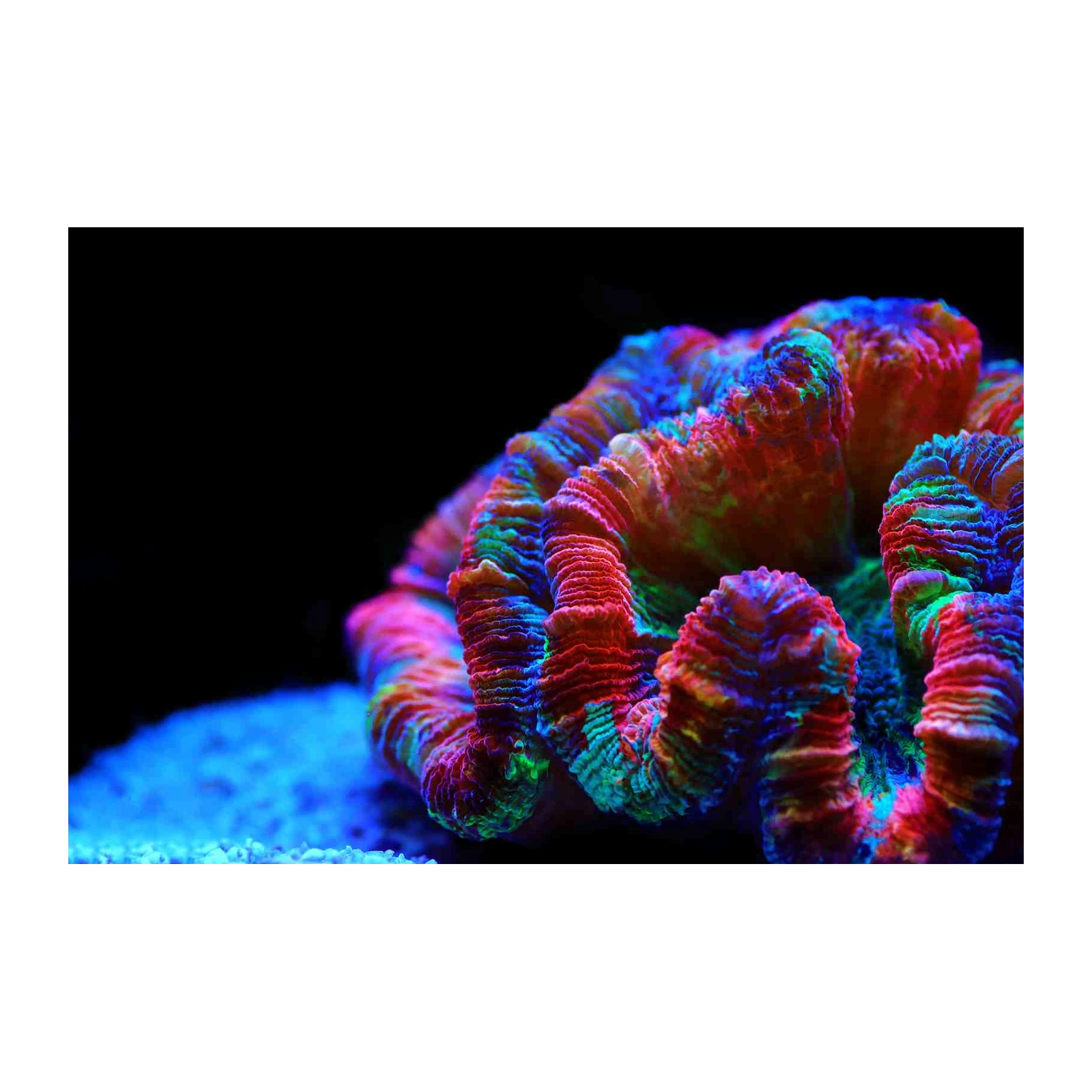 Vibrant Coral Reef Abstract Wall Art
