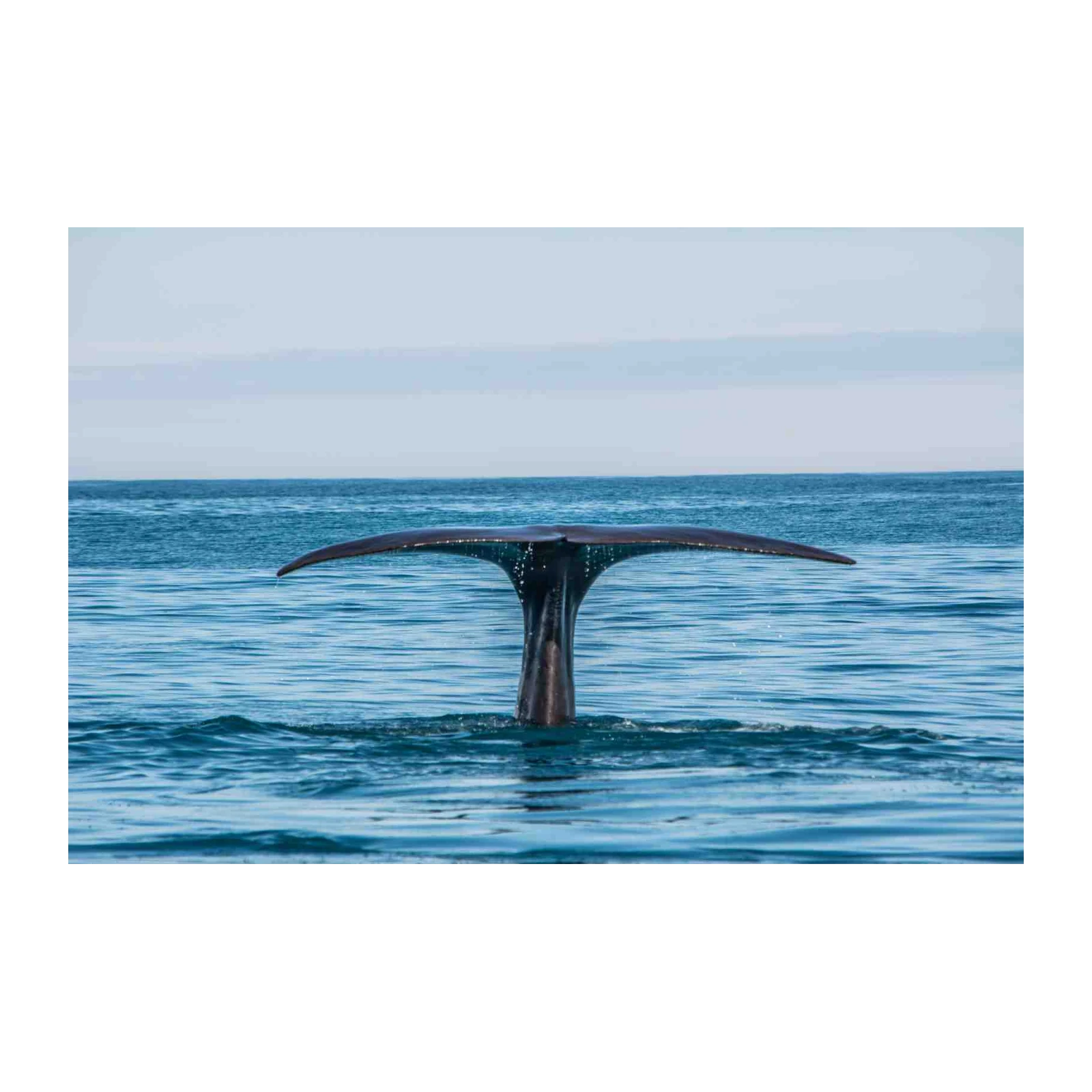 Majestic Whale Tail Ocean Wall Art