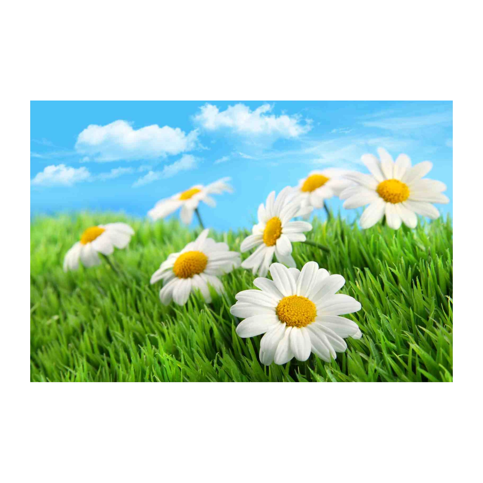 Daisy Meadow Serenity Wall Art