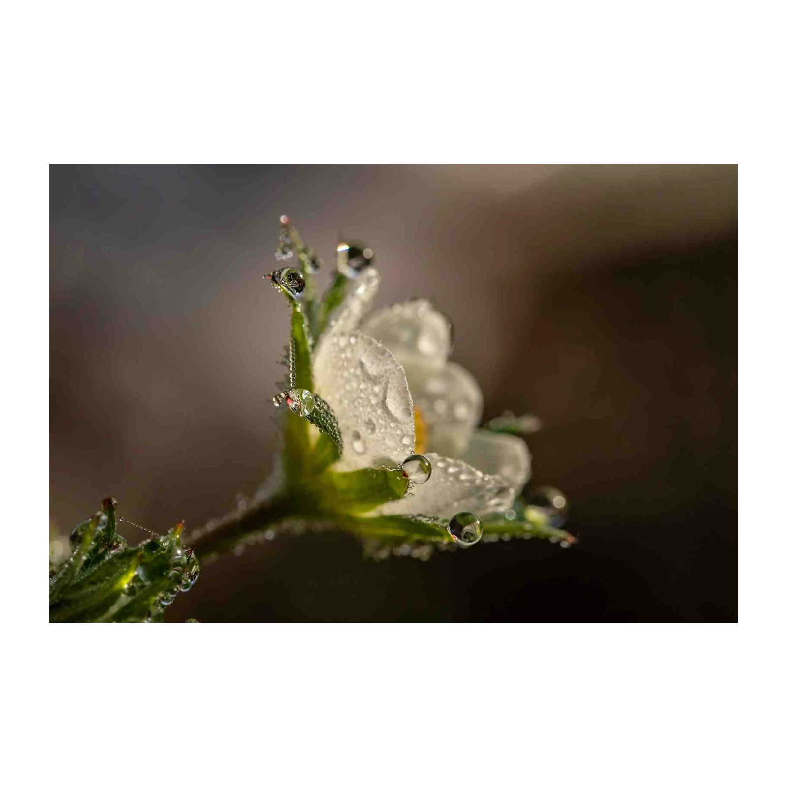 Dewdrop Serenity White Flower Wall Art