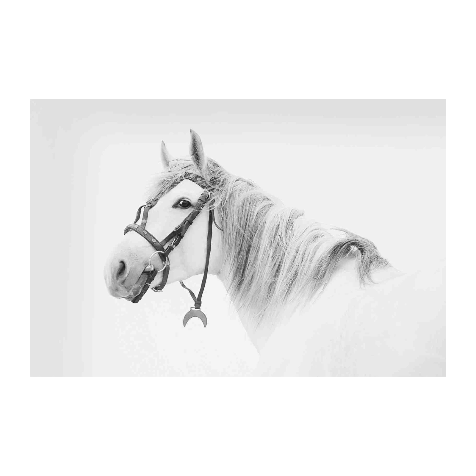 Majestic White Horse Portrait Wall Art