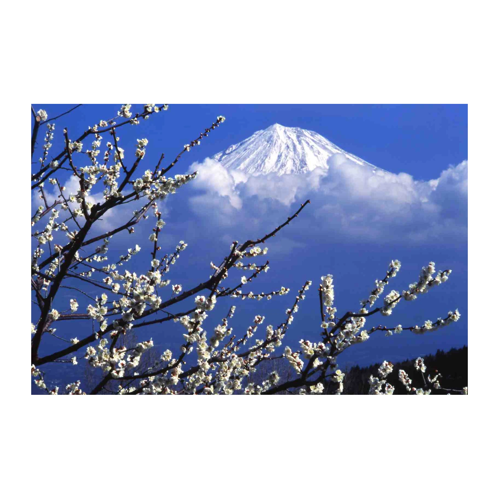 Mt. Fuji Cherry Blossom Wall Art