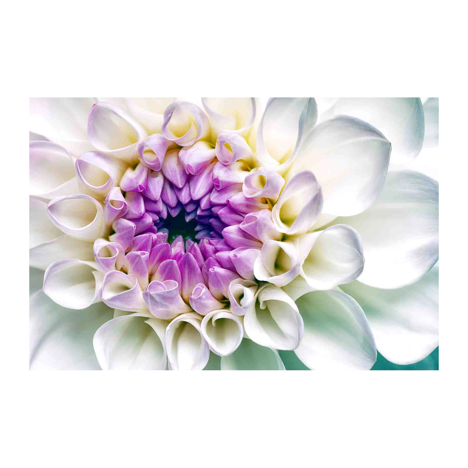 Purple & White Dahlia Close-up Wall Art