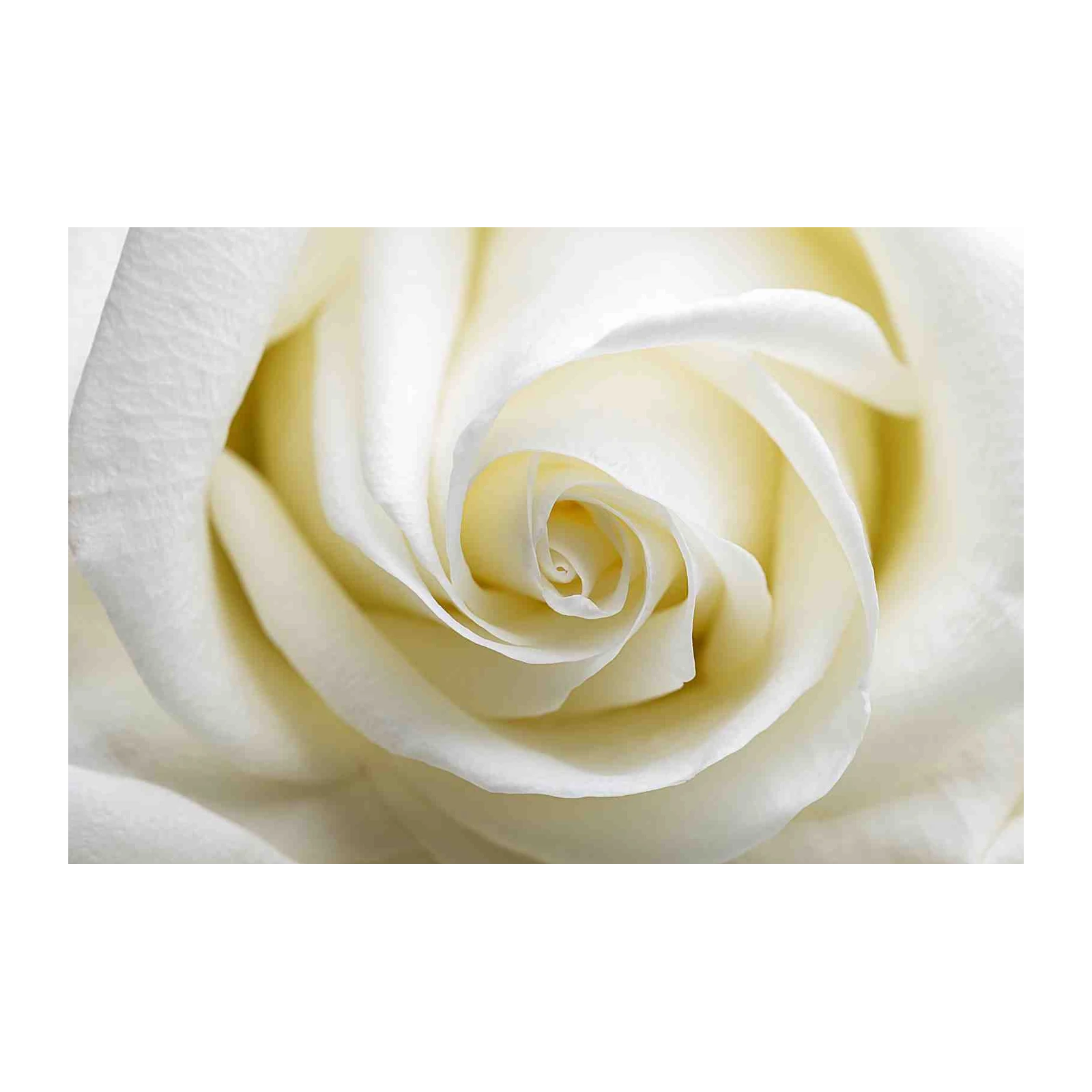 Elegant White Rose Macro Wall Art for Home Decor
