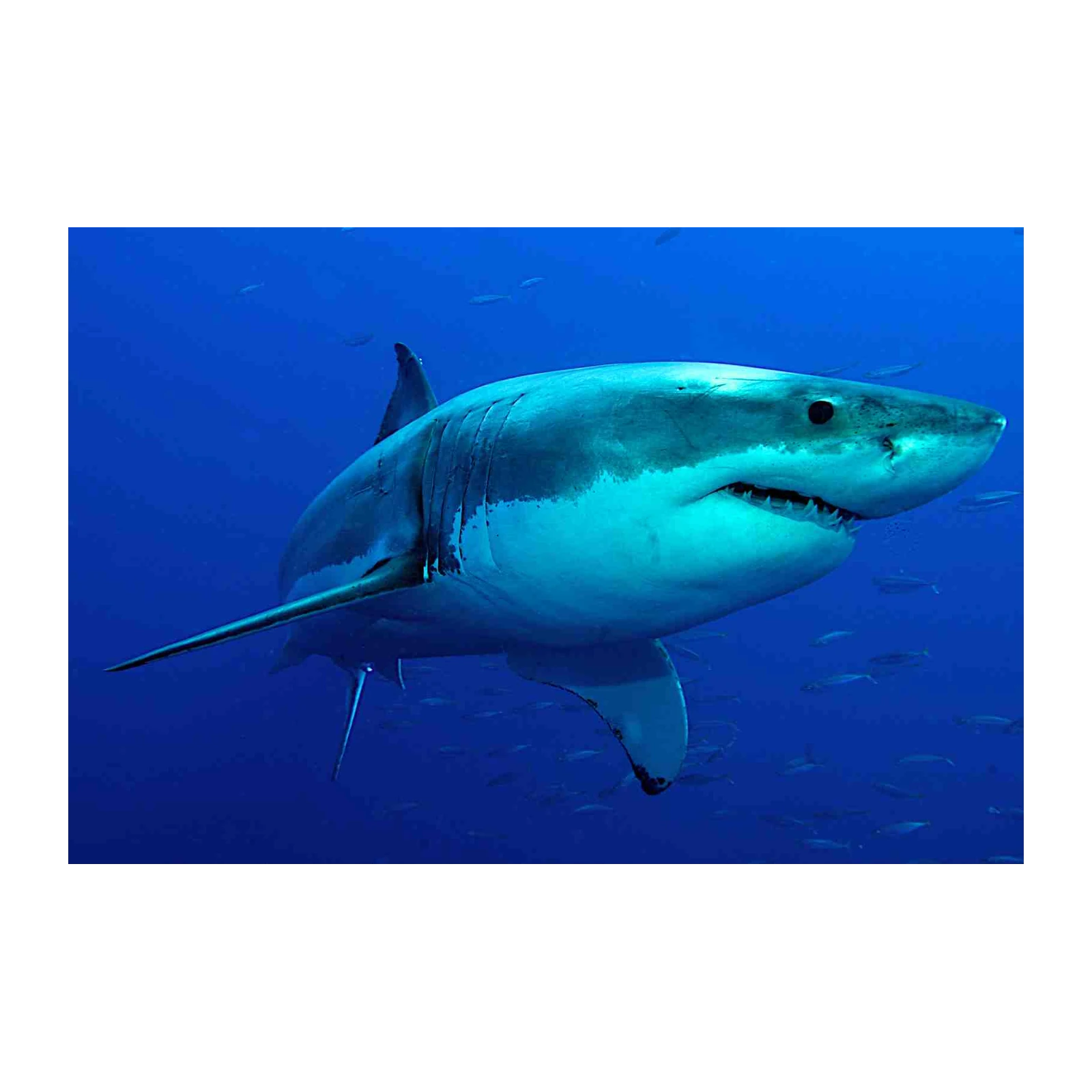 Majestic Great White Shark Ocean Wall Art
