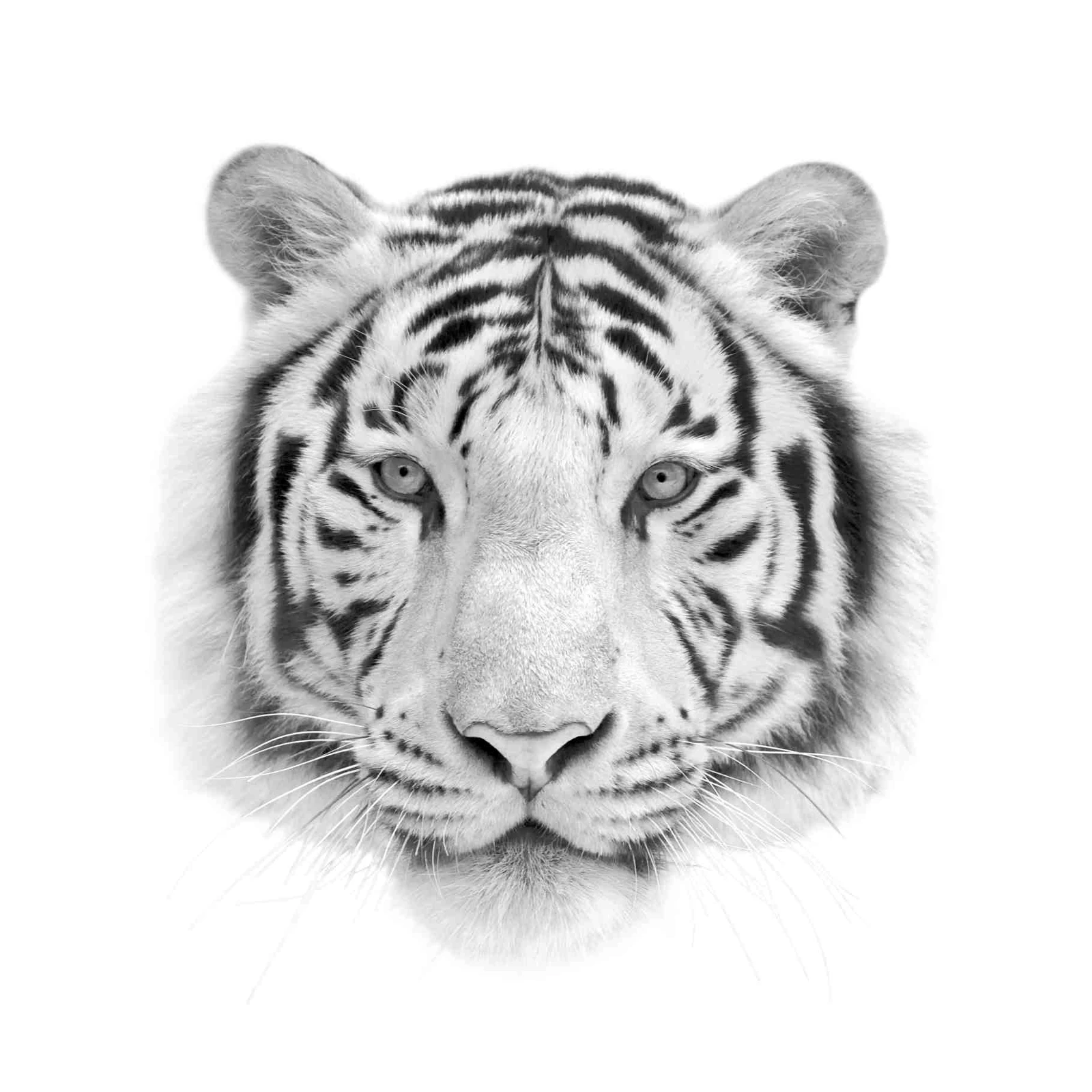 Majestic White Tiger Face Wall Art