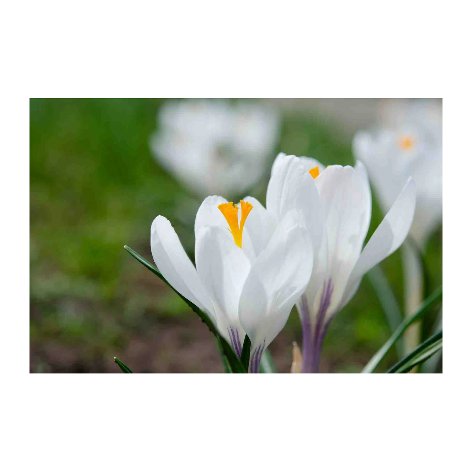 Serene White Crocus Spring Floral Wall Art