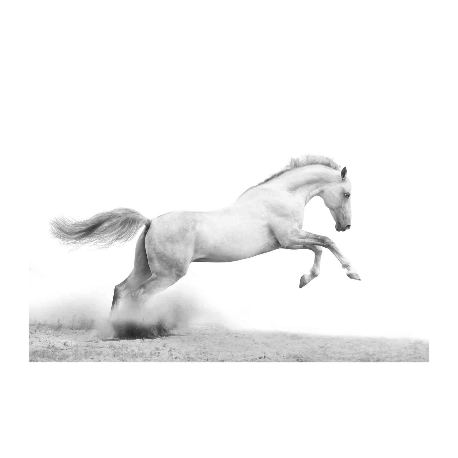 Graceful White Horse Galloping Wall Art