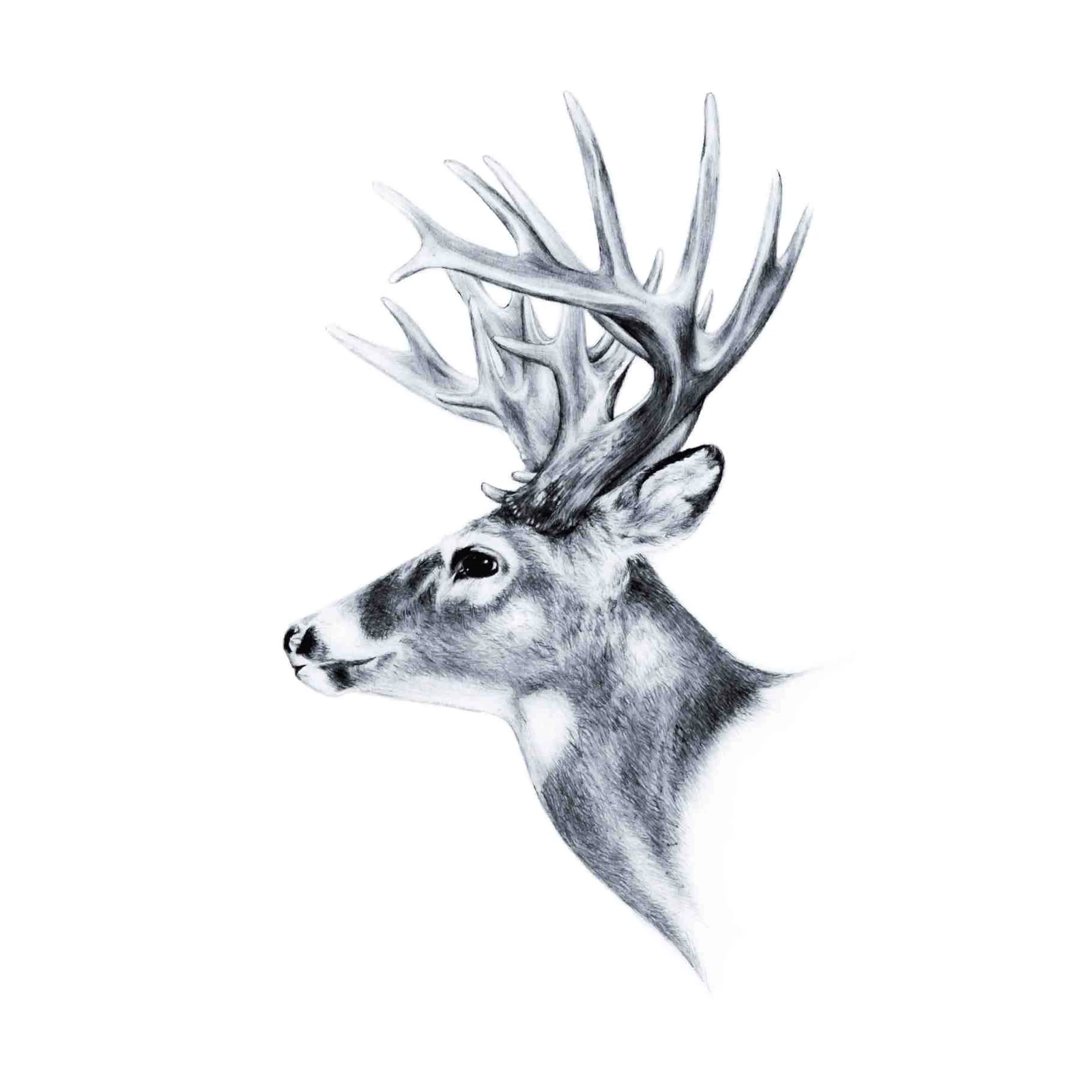 Majestic Buck Portrait Wildlife Wall Art