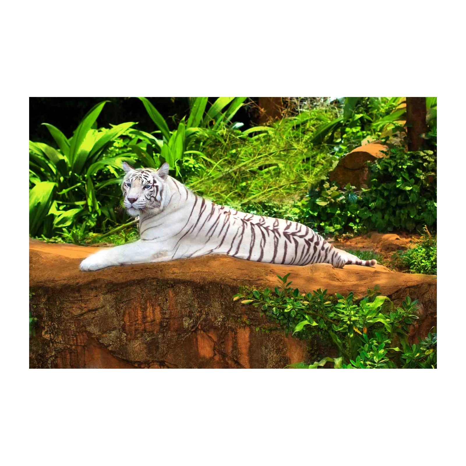 Majestic White Tiger Jungle Wall Art