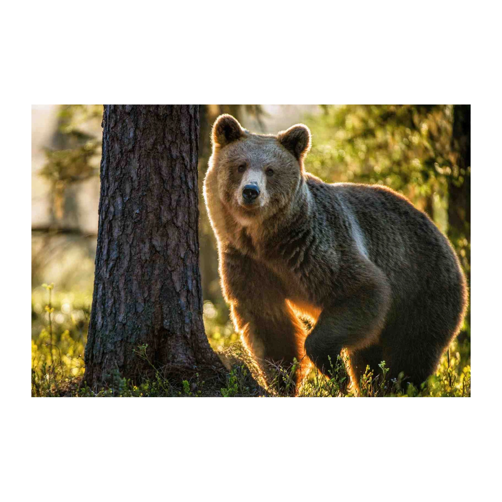 Majestic Brown Bear Forest Glow Wall Art