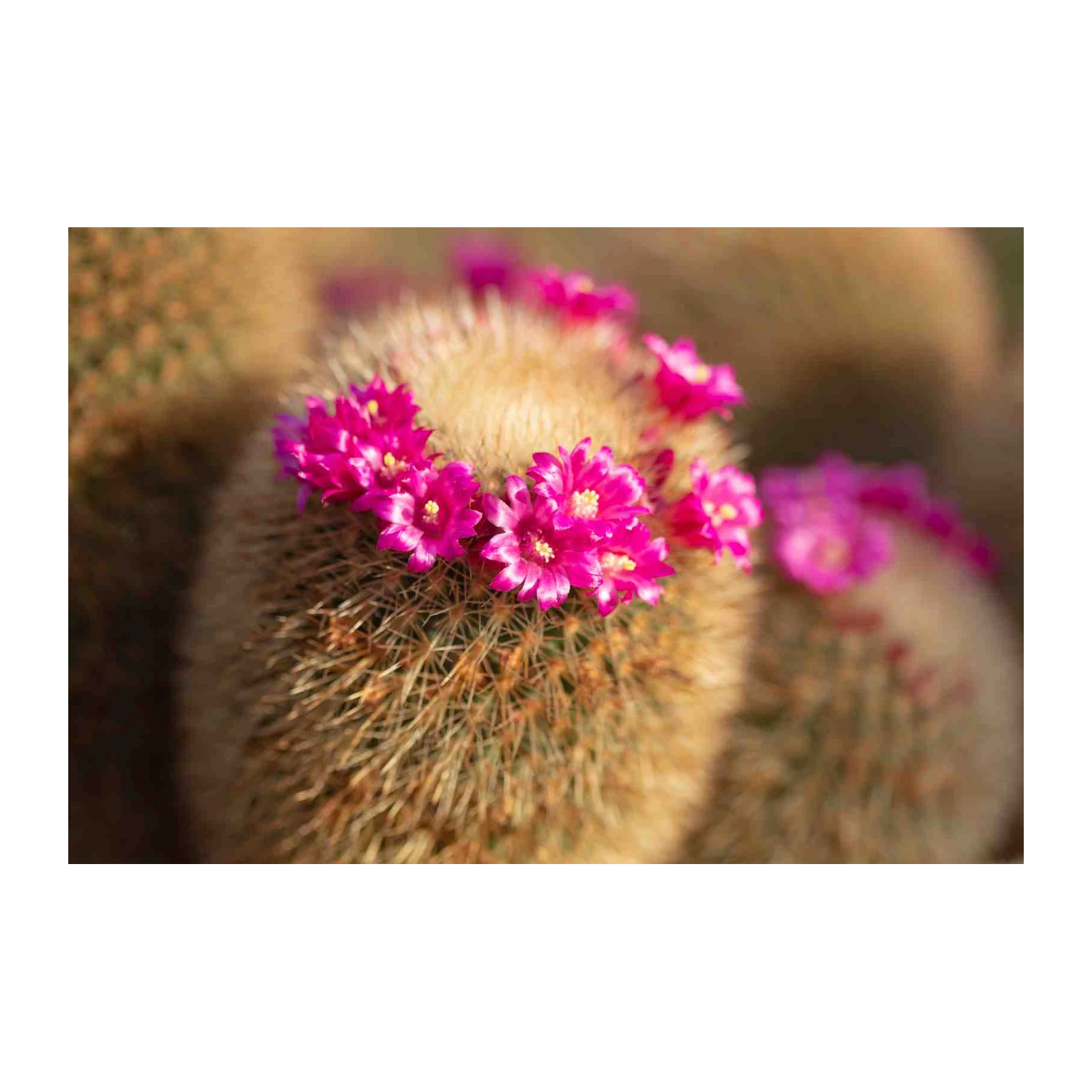 Vibrant Pink Cactus Bloom Wall Art