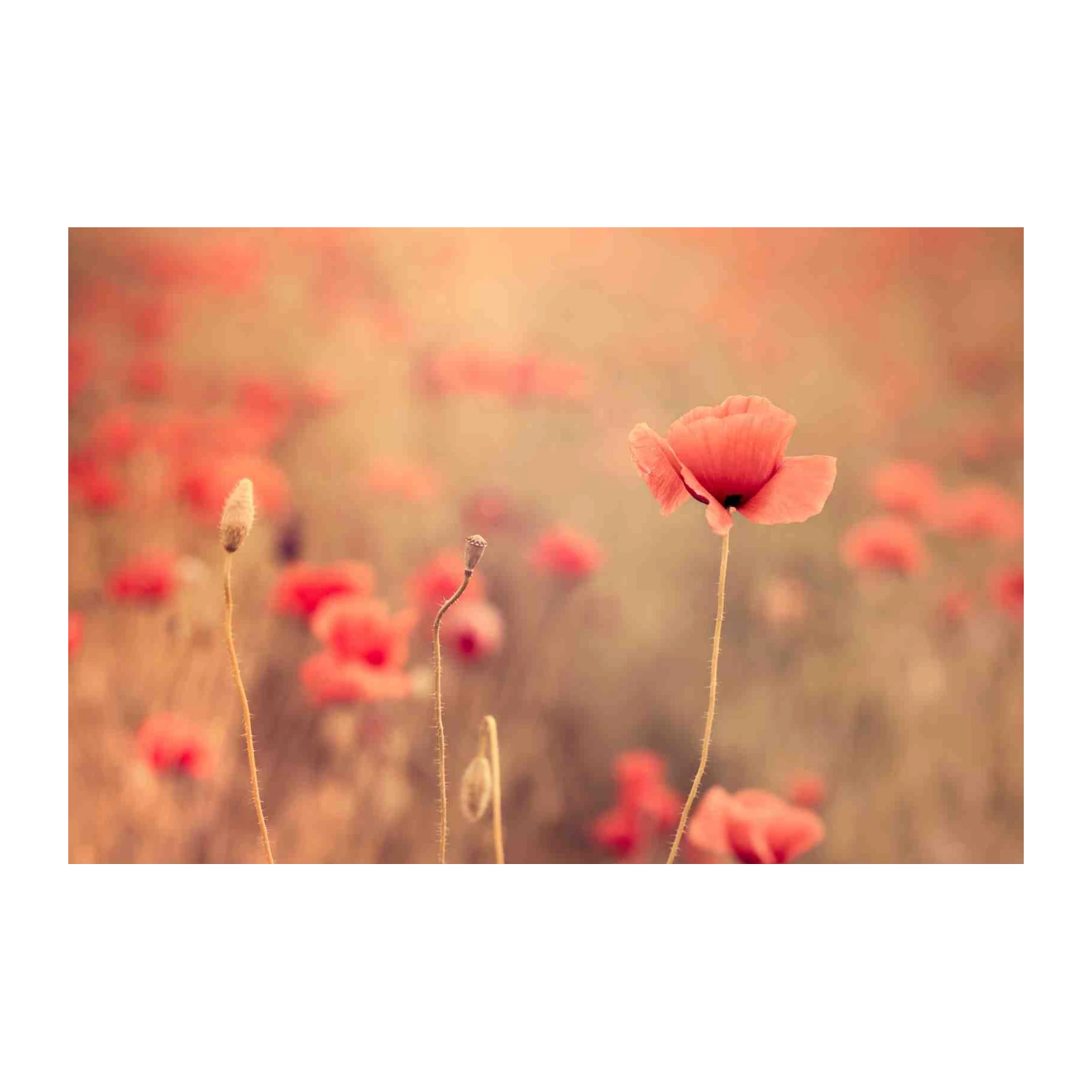 Soft Poppy Field Dream Wall Art