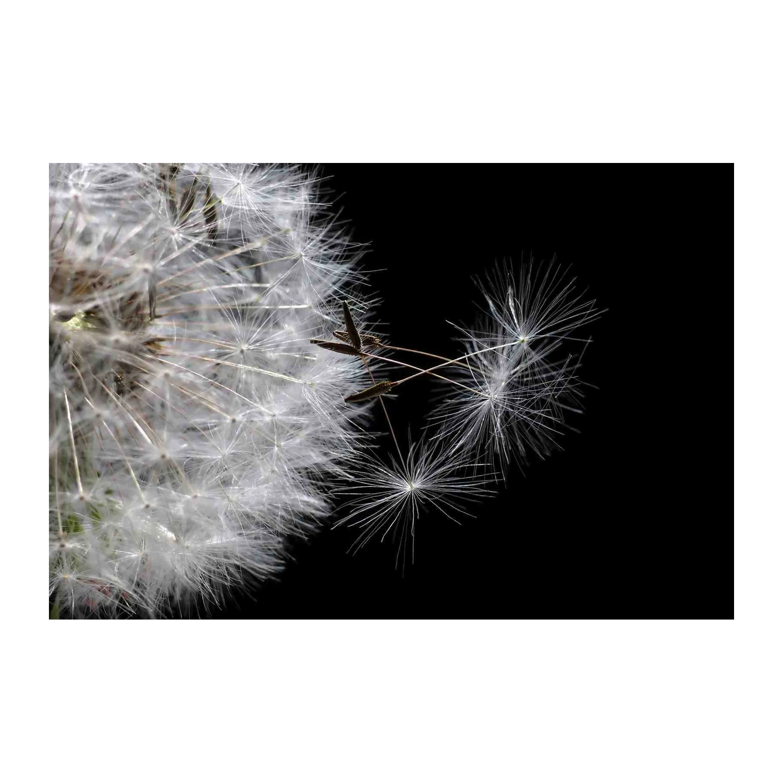 Whispers of Wind Dandelion Wall Art