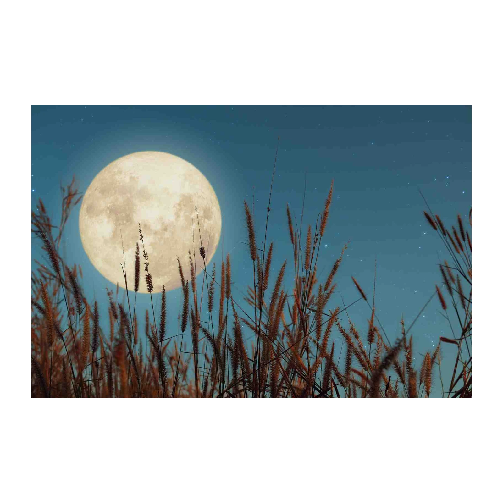 Serene Moonlit Meadow Wall Art