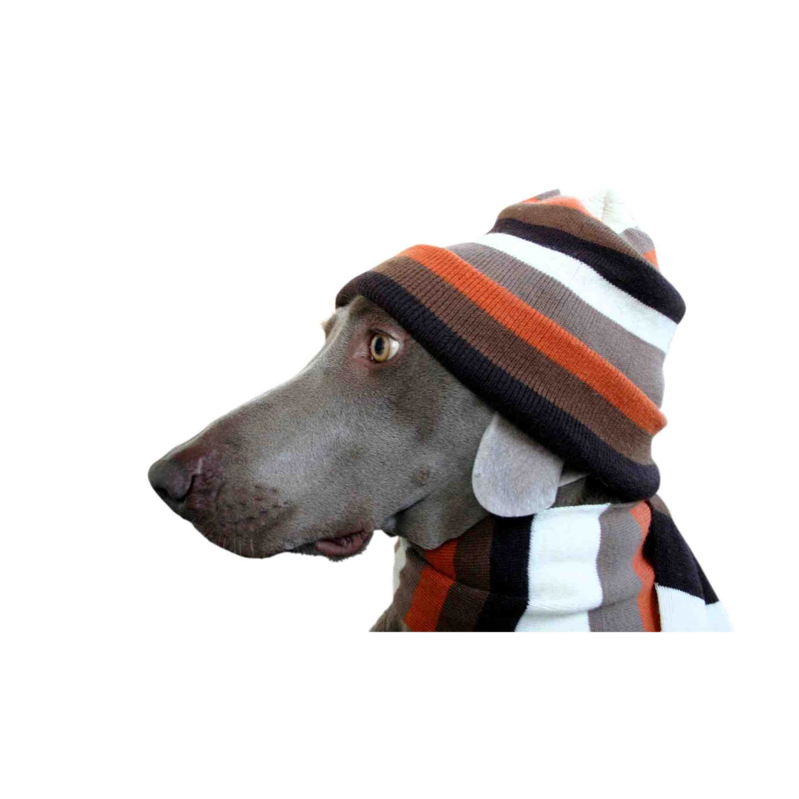 Cute Dog in Striped Beanie Wall Art