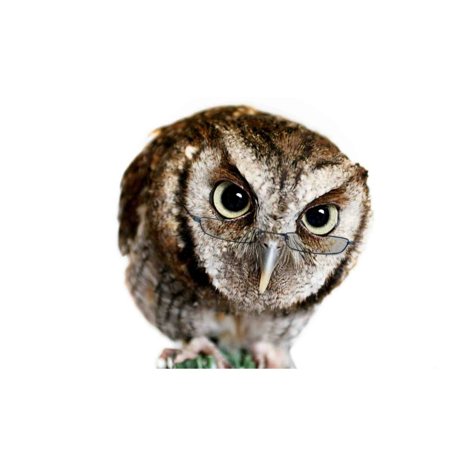 Wise Owl with Glasses Wall Art