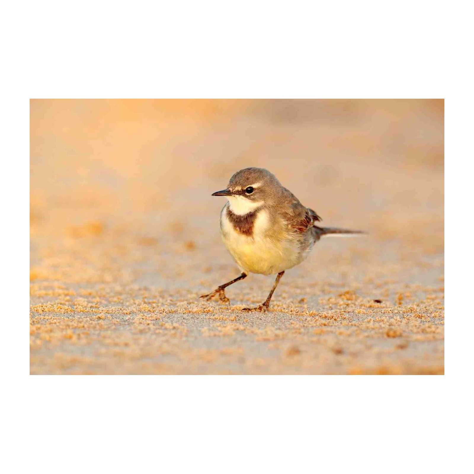 Elegant Wagtail Bird Serenity Wall Art