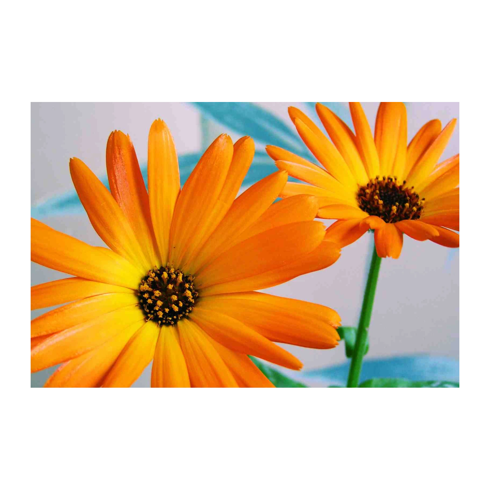 Vibrant Orange Daisy Bloom Wall Art