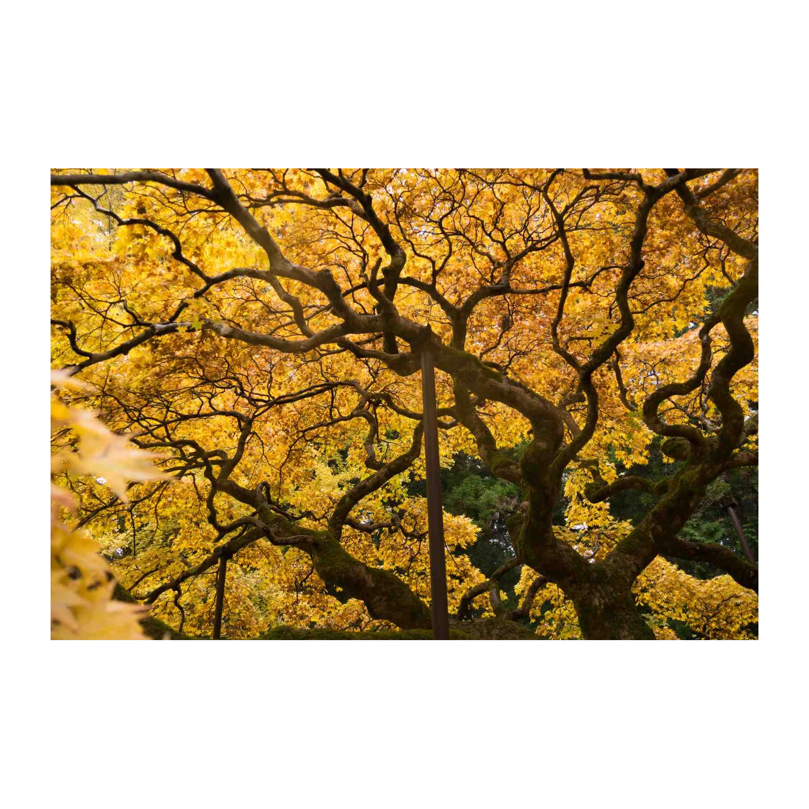Golden Autumn Tree Branches Wall Art