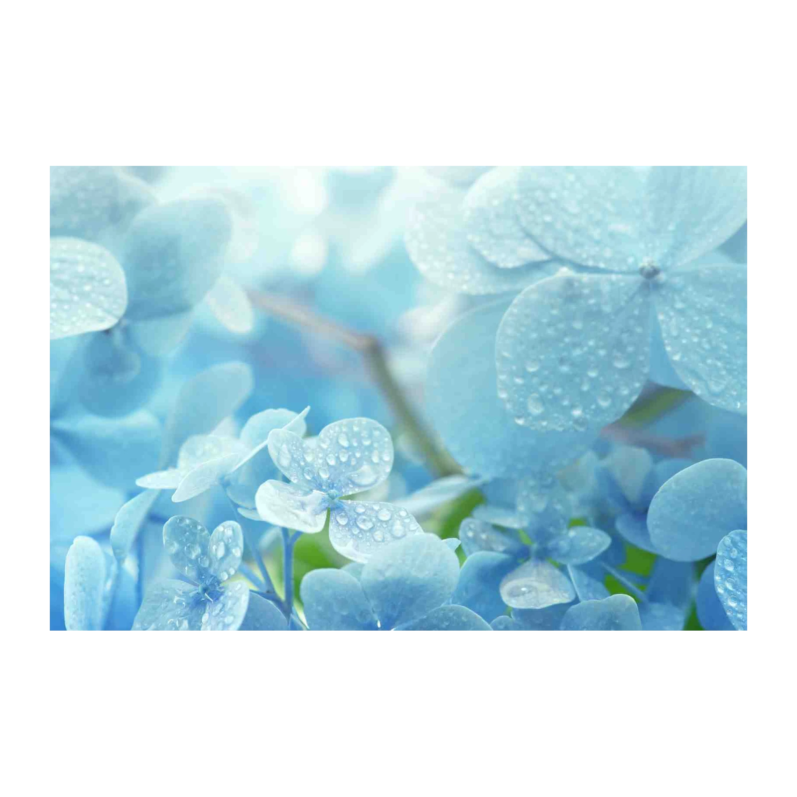 Serene Blue Hydrangea Dewdrop Wall Art